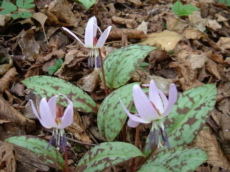 Erythronium dens-canis / Dente di cane